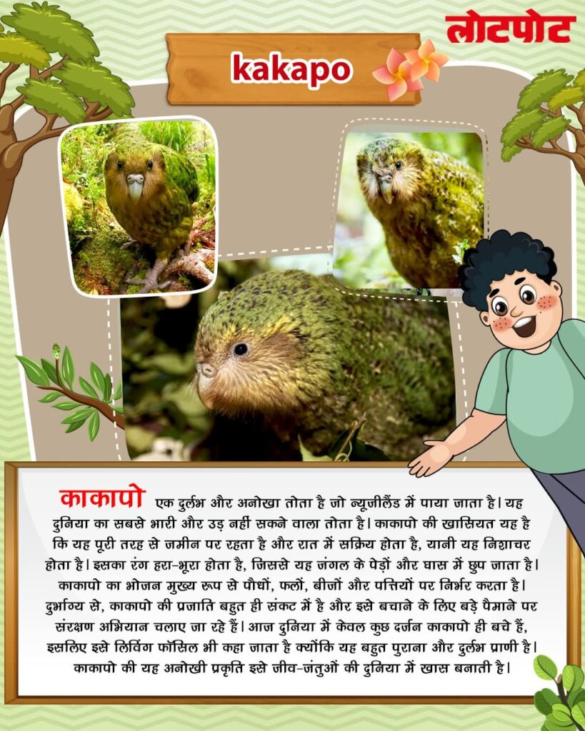 Kakapo - Lotpot 